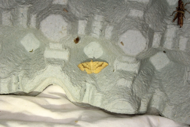 Camptogramma bilineata - kétvonalas sávosaraszoló