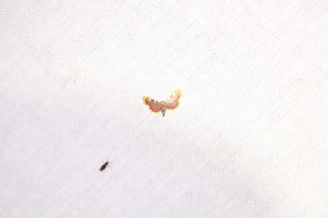 Hypsopygia costalis - szénailonca