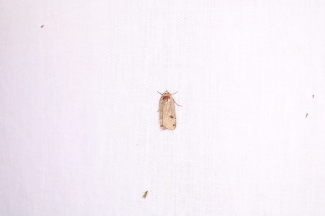 Noctua orbona - foltos sárgafűbagoly