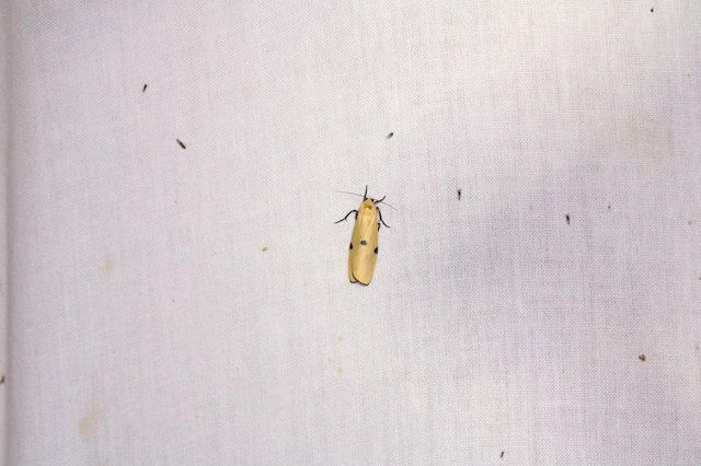 Lithosia quadra - négypettyes zuzmószövő