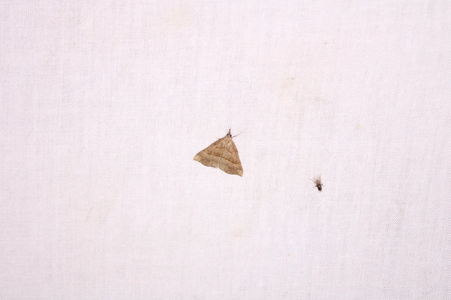 Hypena proboscidalis - ormányos karcsúbagoly