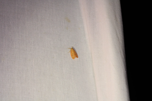 Miltochrista miniata - piros medvelepke