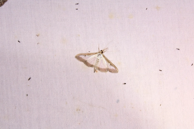 Cydalima perspectalis - puszpáng-tűzmoly