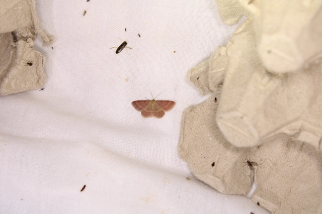 Scopula rubiginata - réti pirosaraszoló