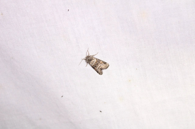 Cleoceris scoriacea - szürke liliombagoly
