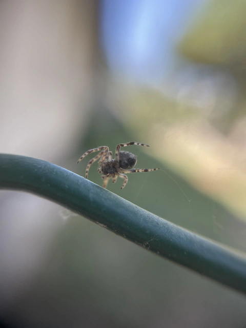 Araneidae - keresztespókok