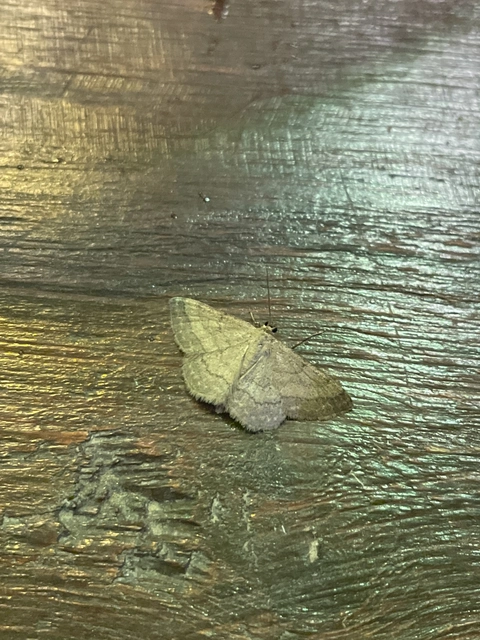 Scopula rubiginata - réti pirosaraszoló