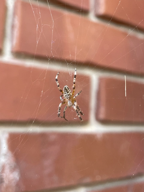 Araneus diadematus - koronás keresztespók