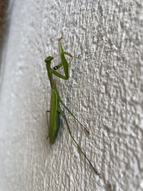 Mantis religiosa - imádkozósáska