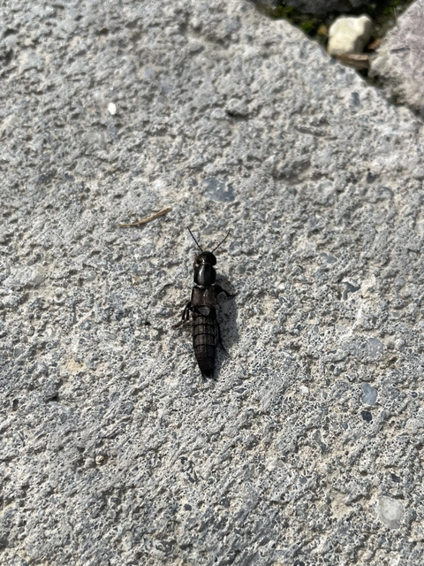Ocypus picipennis - szurtos holyva