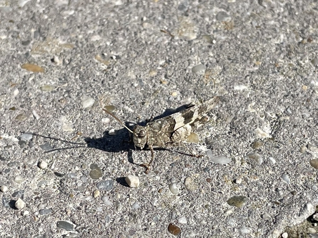 Oedipoda caerulescens - kékszárnyú sáska