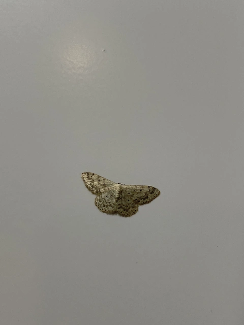 Scopula marginepunctata - pettyes sávosaraszoló