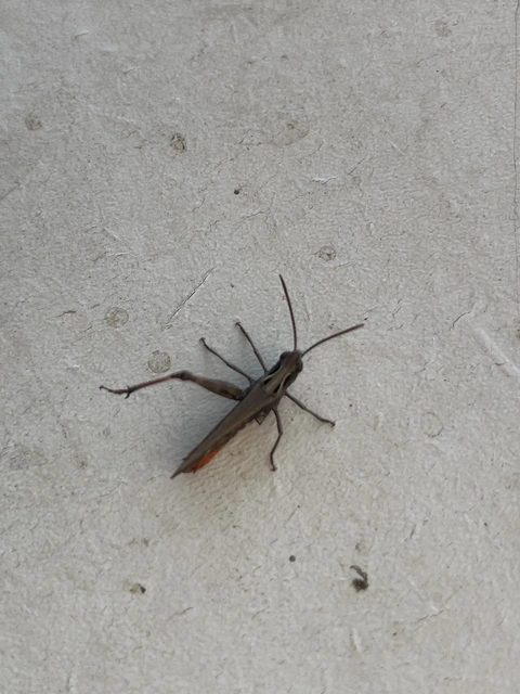 Omocestus rufipes - vöröshasú tarlósáska