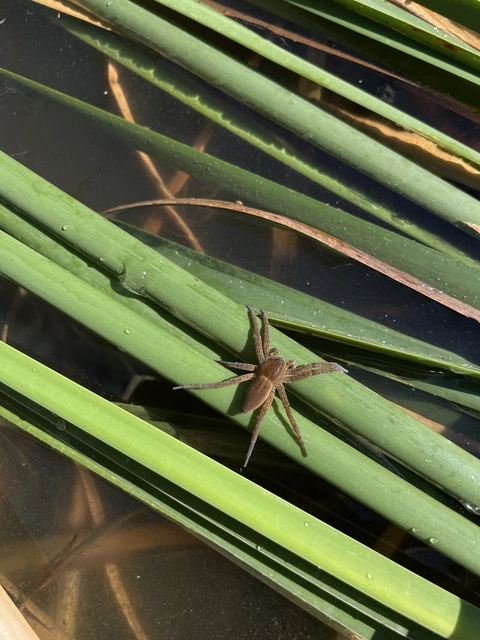 Dolomedes plantarius - parti vidrapók