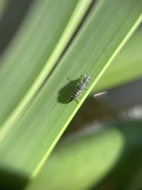 Stenus binotatus - szélestalpú szemesholyva