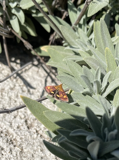 Pyrausta aurata - aranyló bíbormoly