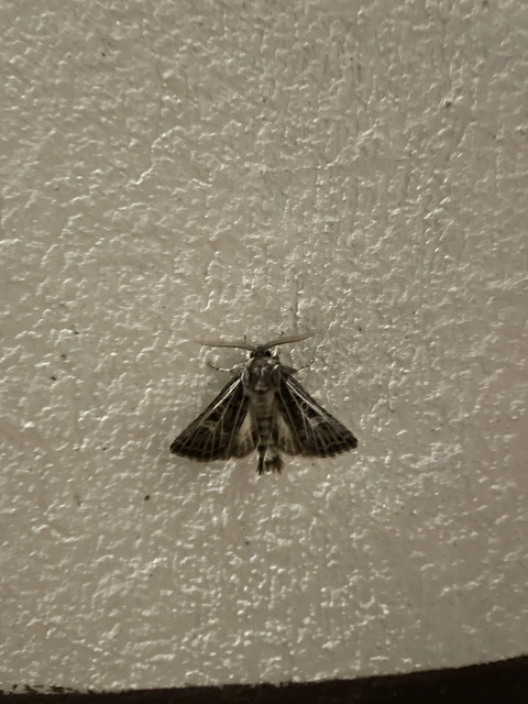 Tholera decimalis - közönséges fésűsbagoly