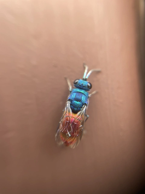Chrysididae - fémdarazsak