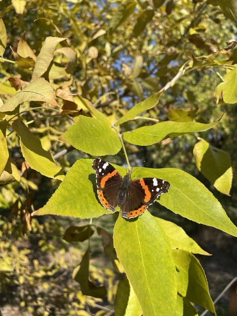 Vanessa atalanta - atalantalepke