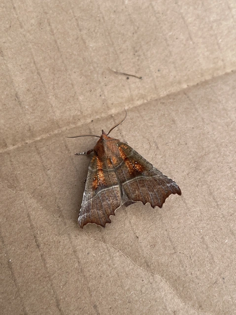 Scoliopteryx libatrix - vörös csipkésbagoly