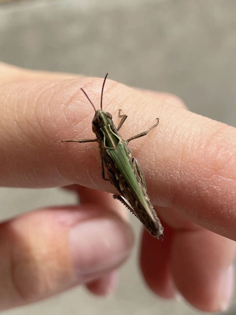Omocestus rufipes - vöröshasú tarlósáska