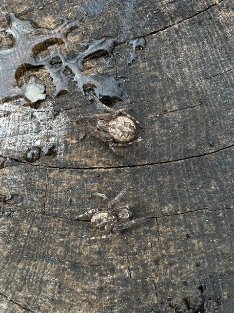 Araneidae - keresztespókok
