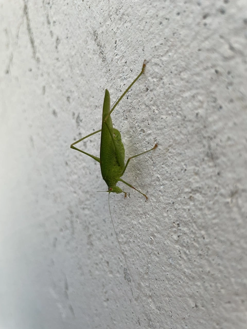 Phaneroptera nana - pontozott repülőszöcske
