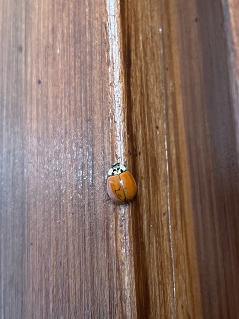 Harmonia axyridis - harlekinkatica