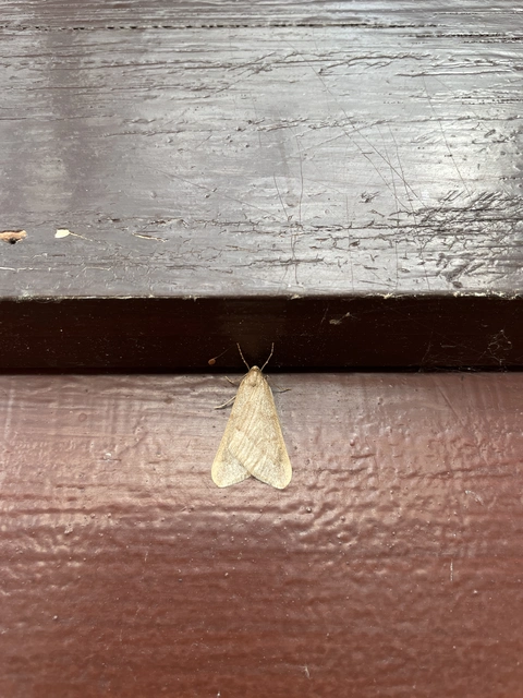 Alsophila aceraria - juhararaszoló
