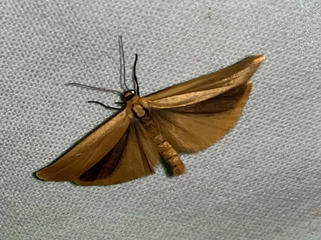 Eilema lutarella - narancsszínű zuzmószövő
