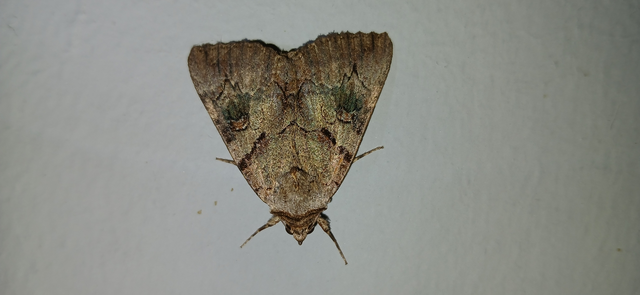 Catocala hymenaea - kökény-övesbagoly