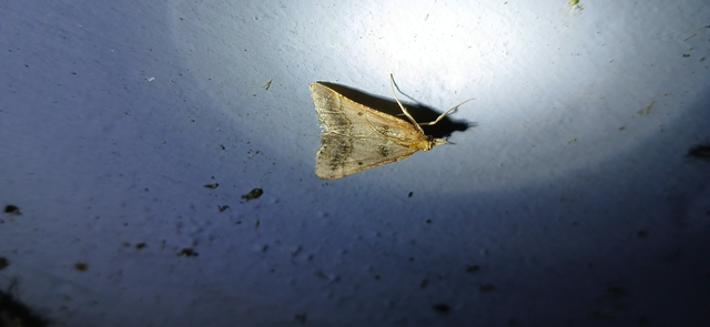 Stemmatophora brunnealis - barna fényilonca