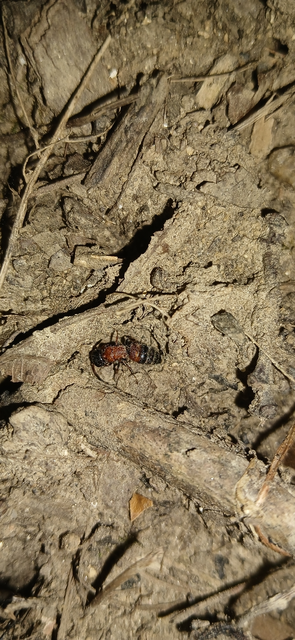 Paramyrmosa brunnipes - barnalábú hangyadarázs