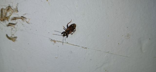 Rhyparochromidae - földibodobácsok