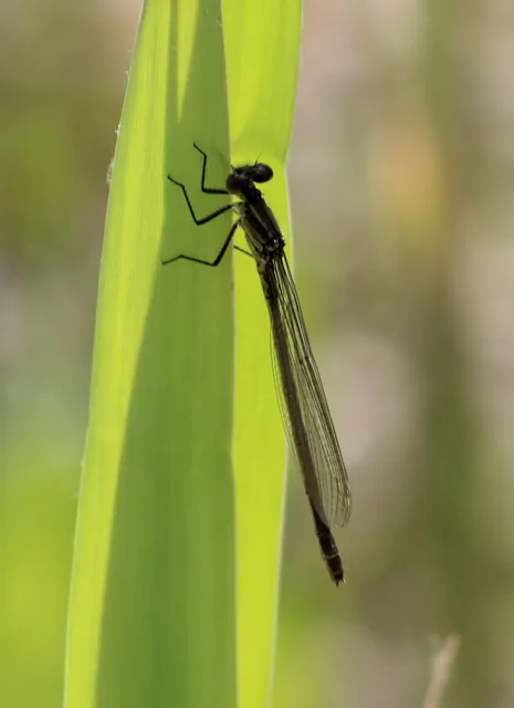 Erythromma najas - nagy pirosszemű-légivadász
