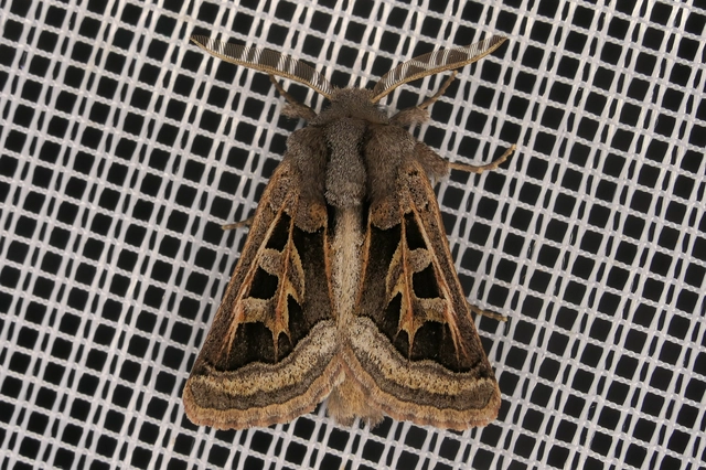 Episema glaucina - fogasjegyű liliombagoly