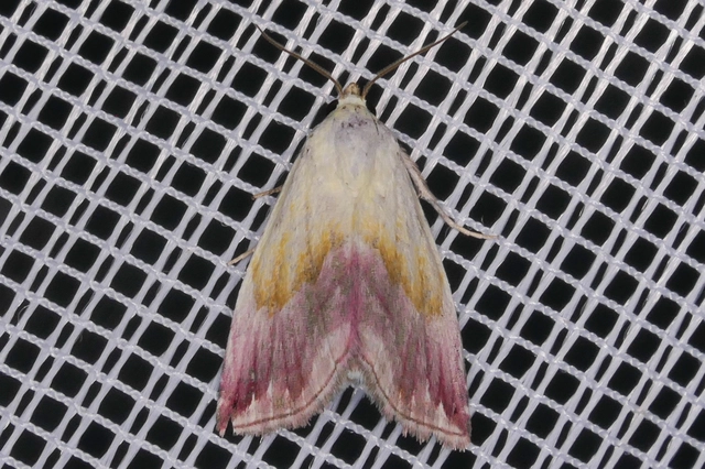 Eublemma purpurina - bíboros törpebagoly