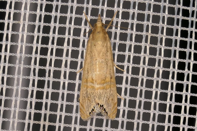 Euchromius ocellea - ezüstcsíkos mozaikmoly