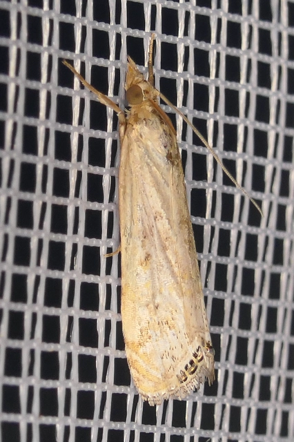 Euchromius ocellea - ezüstcsíkos mozaikmoly
