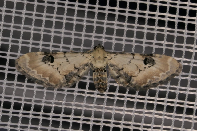 Eupithecia centaureata - búzavirág-törpearaszoló