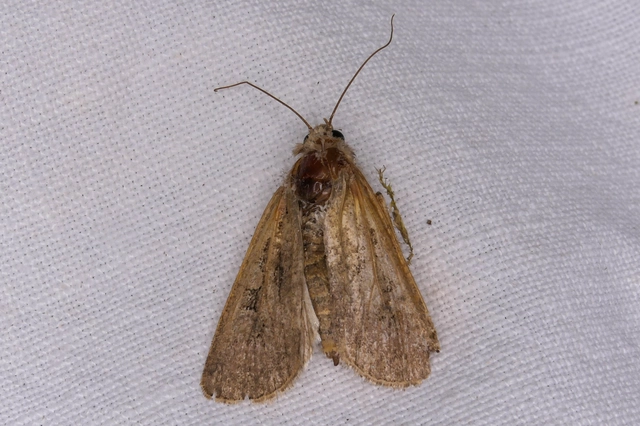 Euxoa