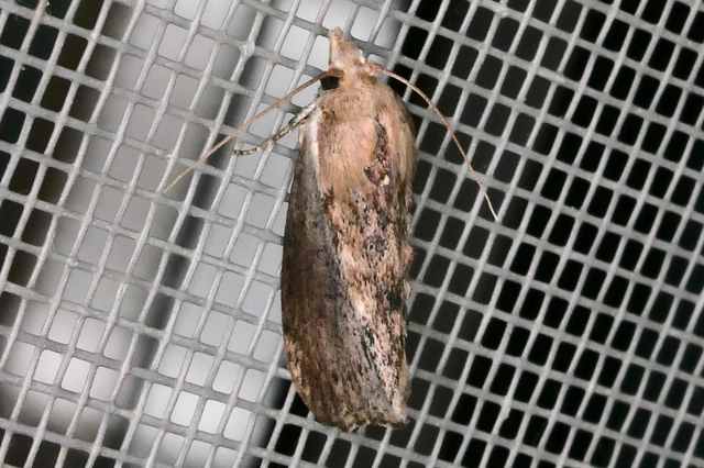 Galleria mellonella - nagy viaszmoly