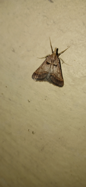 Stemmatophora brunnealis - barna fényilonca