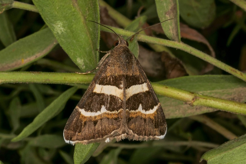 tölgy-porcelánbagoly - Prodotis stolida