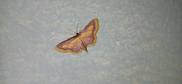 Idaea muricata - mocsári pirosaraszoló