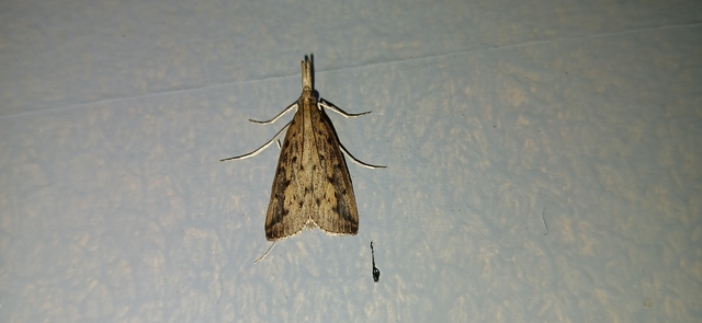 Schoenobius gigantella - óriás nádfúrómoly