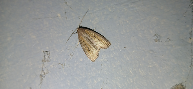 Chilodes maritima - négyfoltos nádibagoly