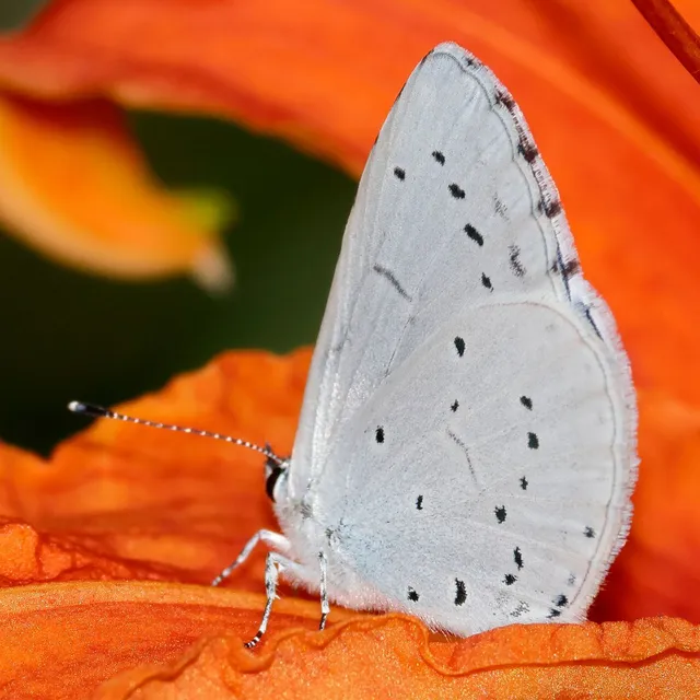 Celastrina argiolus - bengeboglárka