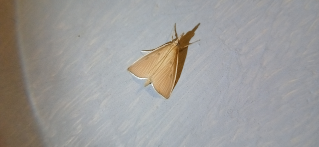 Sclerocona acutellus - hegyesszárnyú tűzmoly