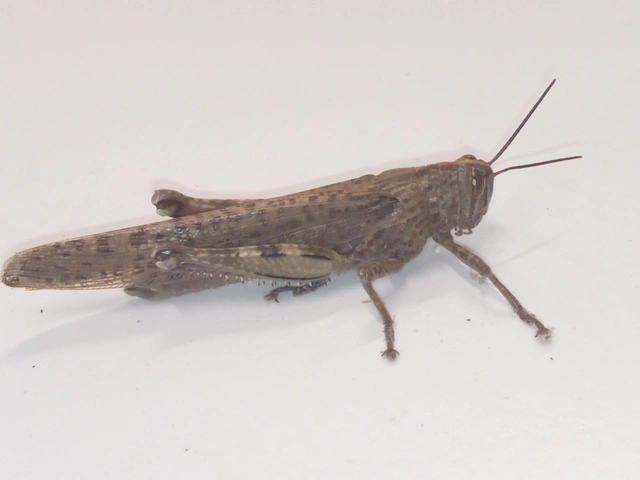 Anacridium aegyptium - egyiptomi sáska